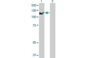 Western Blot analysis of ATP2C1 expression in transfected 293T cell line by ATP2C1 MaxPab polyclonal antibody.