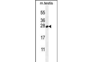 PLD6 Antibody (Center) (ABIN655233 and ABIN2844837) western blot analysis in mouse testis tissue lysates (35 μg/lane). (PLD6 Antikörper  (AA 125-154))