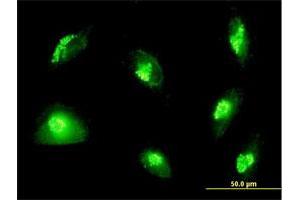 Immunofluorescence of purified MaxPab antibody to GOLGA2 on HepG2 cell.