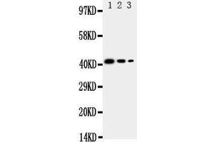 Lane 3: Recombinant Human CD68 Protein 2. (CD68 Antikörper  (C-Term))