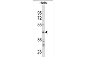 SRC Antibody (C-term)(Ascites) ABIN1882278 western blot analysis in Hela cell line lysates (35 μg/lane). (SPARC Antikörper  (C-Term))