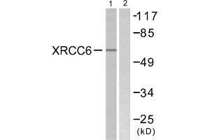 Western blot analysis of extracts from K562 cells, using XRCC6 antibody. (XRCC6 Antikörper  (C-Term))