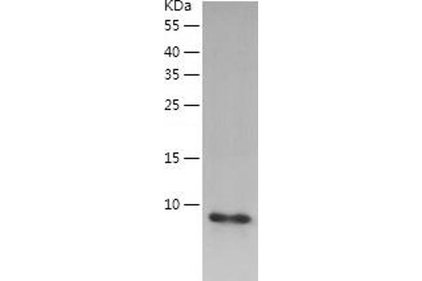 UBL5 Protein (AA 1-73) (His tag)