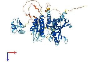 IGF2BP2 Protein (AA 1-592) (His tag)