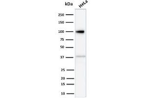 Western Blot Analysis of human HeLa cell lysate using Major Vault Protein (MVP) Mouse Monoclonal Antibody (Clone 1014).