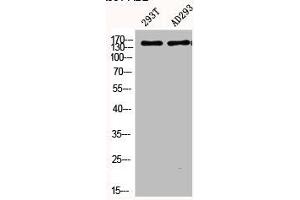 Western Blot analysis of 293T AD293 cells using Phospho-PLC β3 (S537) Polyclonal Antibody