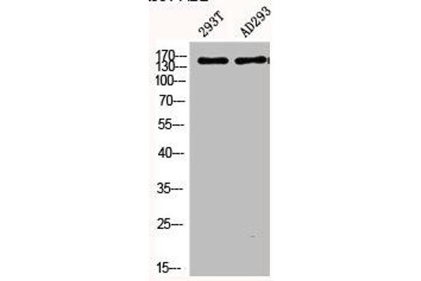 PLCB3 antibody  (pSer537)