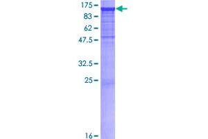 PCDHAC2 Protein (AA 1-884) (GST tag)