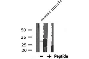 Western blot analysis of PDX1 expression in Mouse muscle lysate (PDX1 Antikörper  (Internal Region))