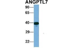 Western Blotting (WB) image for anti-Angiopoietin-Like 7 (ANGPTL7) (Middle Region) antibody (ABIN2783821)