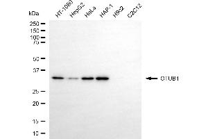 Western blotting analysis using OTUB1 antibody (ABIN7799711). (OTUB1 Antikörper)