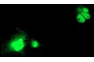 Anti-LSM1 mouse monoclonal antibody (ABIN2454727) immunofluorescent staining of COS7 cells transiently transfected by pCMV6-ENTRY LSM1 (RC200288). (LSM1 Antikörper  (AA 1-133))
