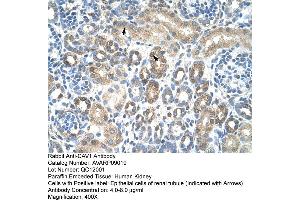 Human kidney (Caveolin-1 Antikörper  (N-Term))