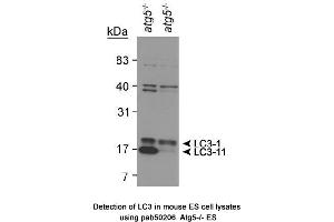 Image no. 2 for anti-Microtubule-Associated Protein 1 Light Chain 3 alpha (MAP1LC3A) (AA 1-100), (N-Term) antibody (ABIN363515) (MAP1LC3A Antikörper  (N-Term))