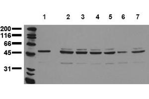 Western Blotting (WB) image for anti-Aurora Kinase A (AURKA) (N-Term) antibody (ABIN492608) (Aurora A Antikörper  (N-Term))