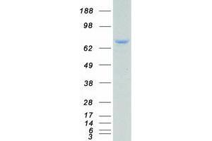 Western Blotting (WB) image for Transcription Factor 3 (E2A Immunoglobulin Enhancer Binding Factors E12/E47) (TCF3) (Transcript Variant 1) protein (Myc-DYKDDDDK Tag) (ABIN2733357)