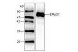 Image no. 1 for anti-Endoplasmic Reticulum Protein 29 (ERP29) (AA 33-261) antibody (ABIN791434) (ERP29 Antikörper  (AA 33-261))