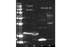 Western Blot of Rabbit Anti Trypsin Inhibitor antibody. (Trypsin Inhibitor Antikörper  (HRP))