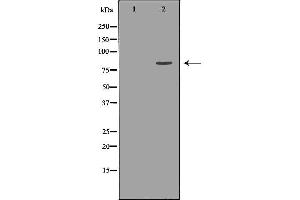 Western blot analysis of Hela whole cell lysates, using KIF2C Antibody. (KIF2C Antikörper  (C-Term))