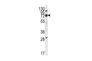 IGSF8 Antibody (Center) (ABIN656323 and ABIN2845622) western blot analysis in mouse cerebellum tissue lysates (35 μg/lane). (IGSF8 Antikörper  (AA 226-254))