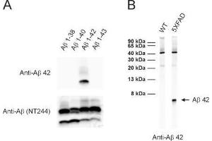 A: ECL detection of different synthetic Abeta species with anti-Abeta 42 (dilution 1 : 1000) and a monoclonal anti-Abeta antibody (clone NT244, cat.