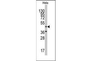 Western blot analysis of anti-NARS2 Antibody (C-term) in Hela cell line lysates (35ug/lane).