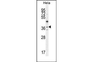 Western blot analysis of SELV Antibody (C-term) Cat. (Selenoprotein V Antikörper  (C-Term))