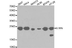 Western blot analysis of extracts of various cell lines, using IL1RN antibody. (IL1RN Antikörper)