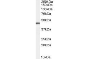 Western Blotting (WB) image for anti-E74-Like Factor 1 (Ets Domain Transcription Factor) (ELF1) (C-Term) antibody (ABIN2779830)