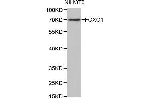 Western Blotting (WB) image for anti-Forkhead Box O1 (FOXO1) antibody (ABIN1872733) (FOXO1 Antikörper)