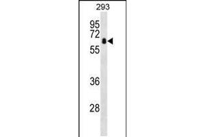 Western blot analysis in 293 cell line lysates (35ug/lane). (ZBTB7B Antikörper  (AA 315-343))
