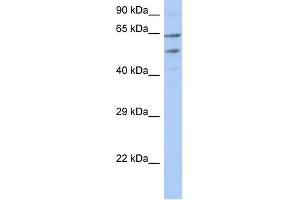 TMCC3 antibody used at 1 ug/ml to detect target protein. (TMCC3 Antikörper  (N-Term))