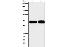 Western blot analysis of C4 binding protein expression in (1) Human plasma lysate, (2) Rat plasma lysate.