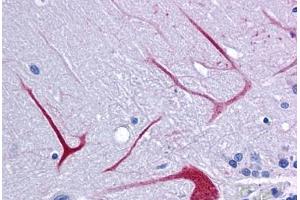 Anti-BANP antibody IHC staining of human brain, cerebellum.