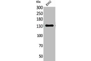 Western Blot analysis of K562 cells using CD50 Polyclonal Antibody (ICAM-3/CD50 Antikörper  (Internal Region))