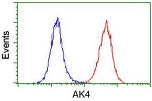 Image no. 1 for anti-Adenylate Kinase 4 (AK4) antibody (ABIN1496530) (AK4 Antikörper)