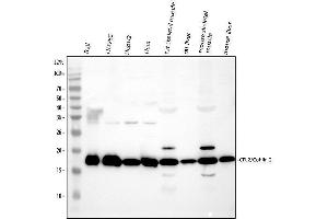 Western blot analysis of Cofilin 2 using anti-Cofilin 2 antibody (ABIN4886538). (Cofilin 2 Antikörper  (C-Term))
