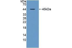 Western blot analysis of recombinant Human PRM2. (PRM2 Antikörper  (AA 2-100))