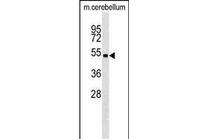 Mouse Stk11 Antibody (C-term) (ABIN1537264 and ABIN2848945) western blot analysis in mouse cerebellum tissue lysates (35 μg/lane). (LKB1 Antikörper  (C-Term))