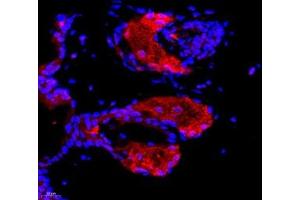 Immunofluorescence of paraffin embedded mouse breast using DDX19B (ABIN7073694) at dilution of 1: 650 (400x lens) (DDX19B Antikörper)