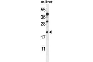 AIF1 Antibody (N-term) western blot analysis in mouse liver tissue lysates (35 µg/lane). (Iba1 Antikörper  (N-Term))
