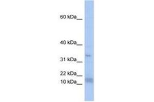 Image no. 1 for anti-Pre-mRNA Branch Site Protein p14 (SF3B14) (N-Term) antibody (ABIN6743013)