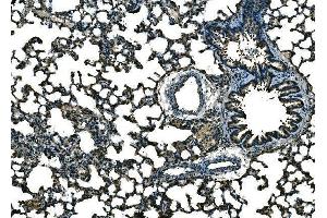 anti-Chemokine (C-C Motif) Ligand 21A (Serine) (CCL21A) (AA 24-133) antibody