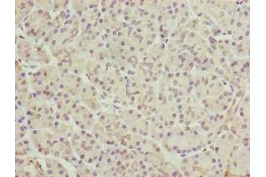 Immunohistochemistry of paraffin-embedded human pancreatic tissue using ABIN7152648 at dilution of 1:100 (FAR2 Antikörper  (AA 1-300))