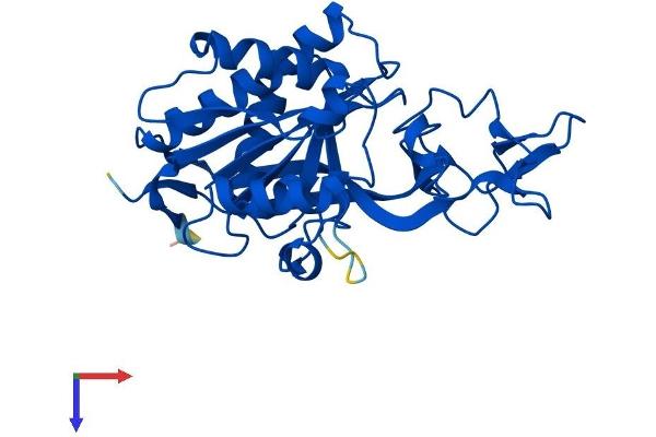 ASPA Protein (AA 1-312) (His tag)