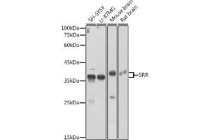 Western blot analysis of extracts of various cell lines, using SRR antibody (ABIN6131097, ABIN6148461, ABIN6148462 and ABIN6224979) at 1:3000 dilution. (SRR Antikörper  (AA 1-340))