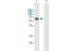 Western Blot analysis of PKNOX1 expression in transfected 293T cell line by PKNOX1 MaxPab polyclonal antibody. (PKNOX1 Antikörper  (AA 1-436))