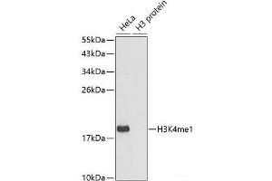Western blot analysis of extracts of various cell lines using MonoMethyl-Histone H3-K4 Polyclonal Antibody. (Histone 3 Antikörper  (meLys4))