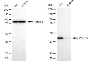Western blotting analysis using WDR77 antibody (ABIN7800857). (WDR77 Antikörper)