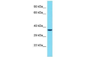 Host: Rabbit Target Name: TBATA Sample Type: Jurkat Whole Cell lysates Antibody Dilution: 1. (C10orf27 Antikörper  (C-Term))